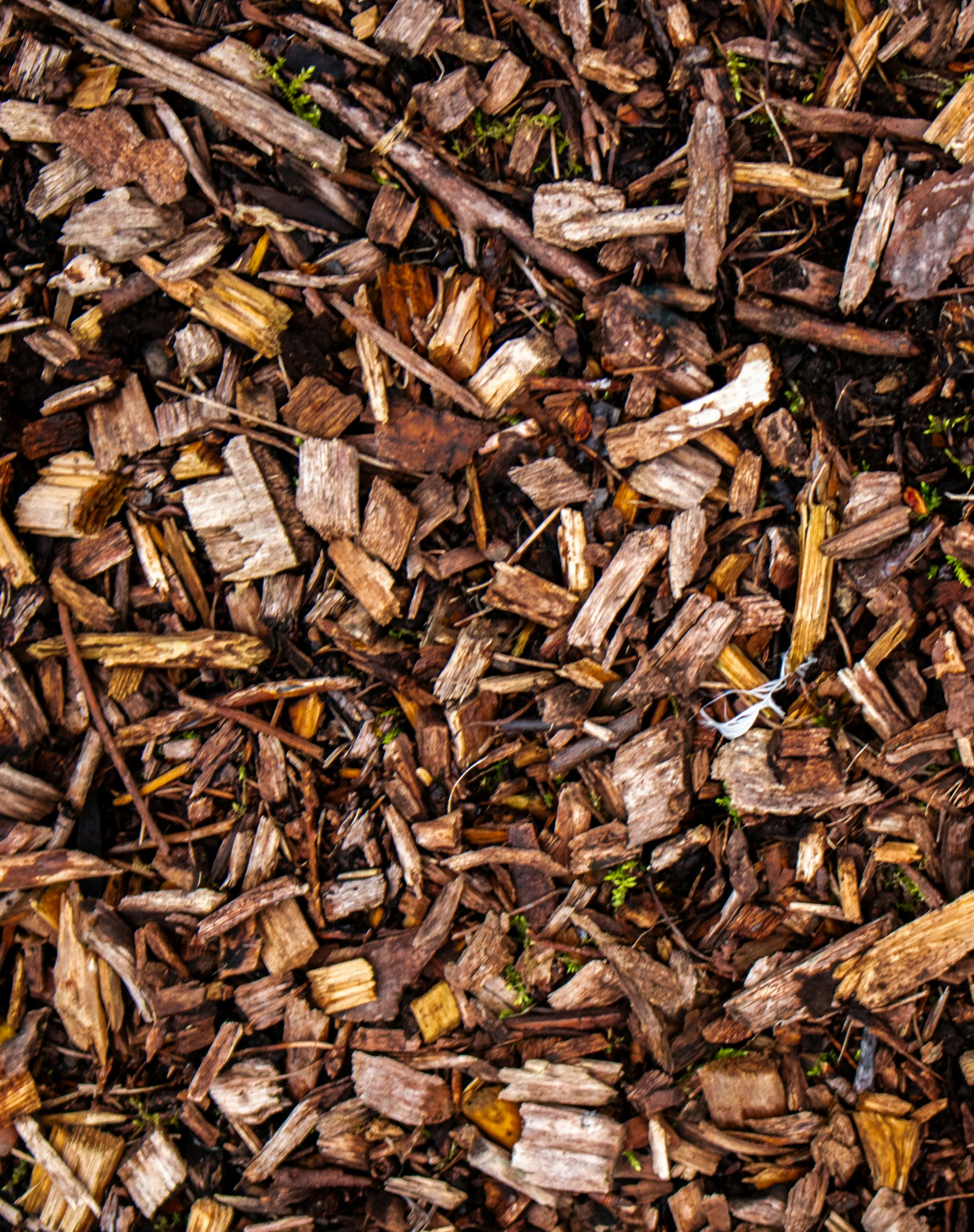 Wood-chip mulch over a residential landscape bed