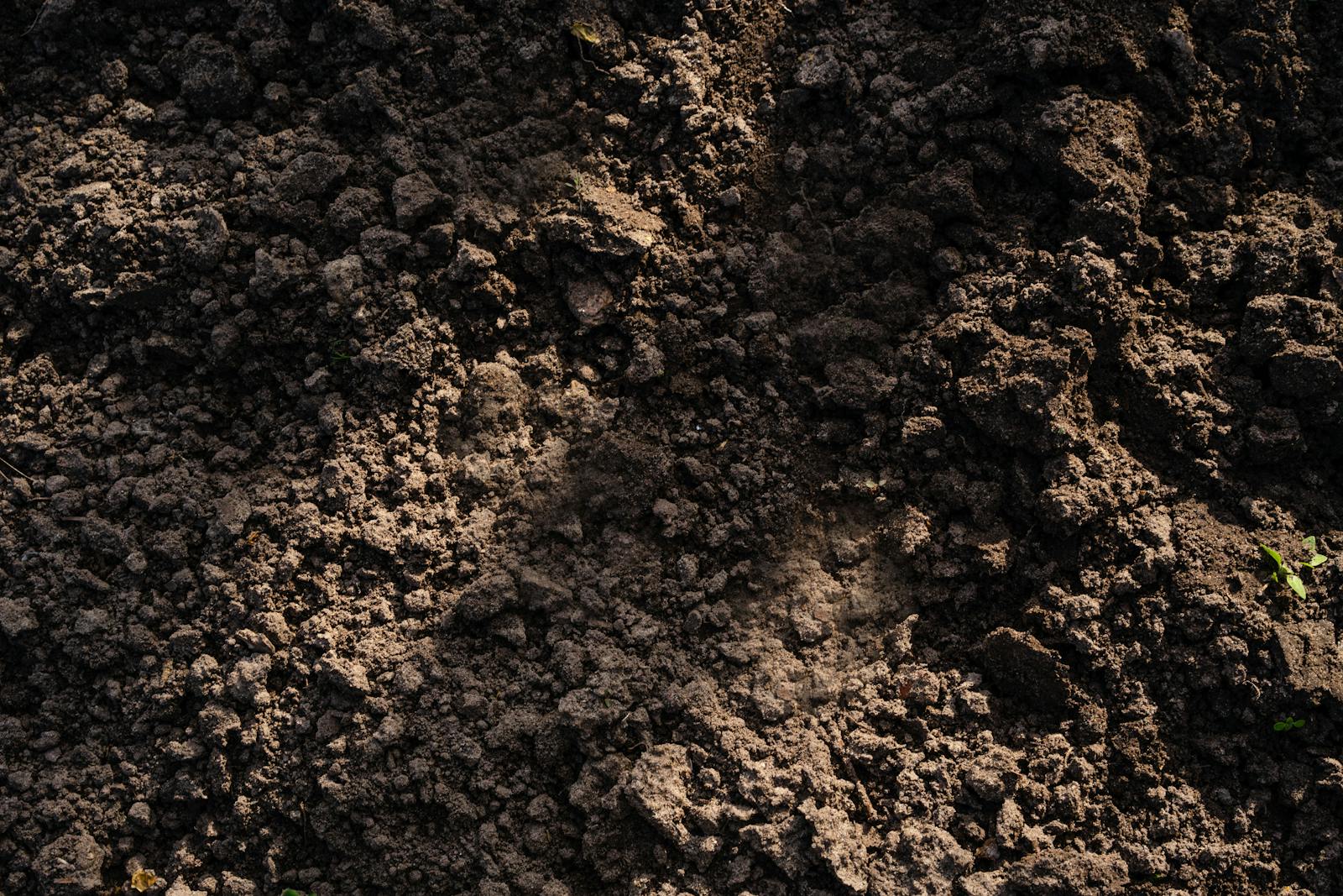 Freshly tilled soil ready for planting